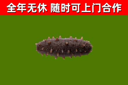 马鞍山烟酒回收干海参.jpg